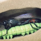 rupsendoder_1_1